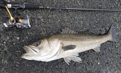 スズキの釣果