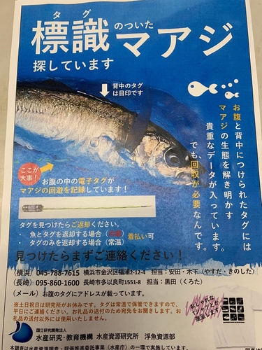 マアジの釣果