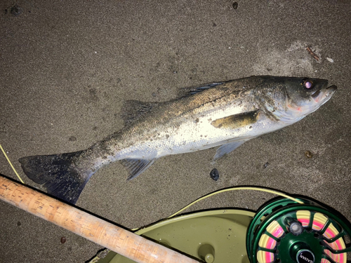 フッコ（マルスズキ）の釣果