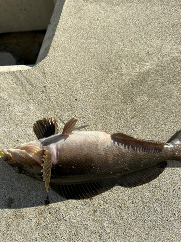 アイナメの釣果