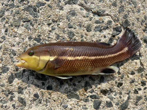 コブダイの釣果