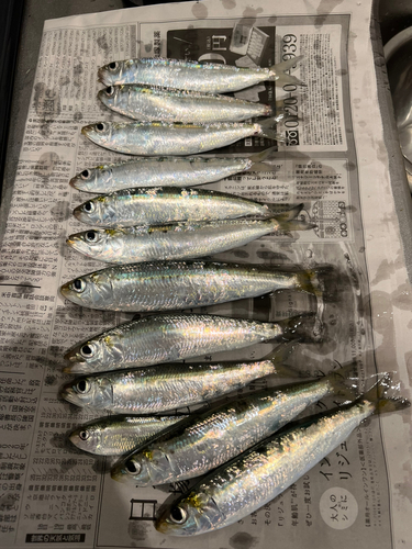 イワシの釣果