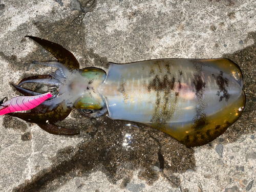 アオリイカの釣果