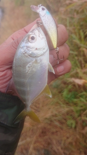 メッキの釣果