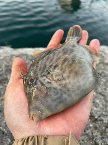 カワハギの釣果