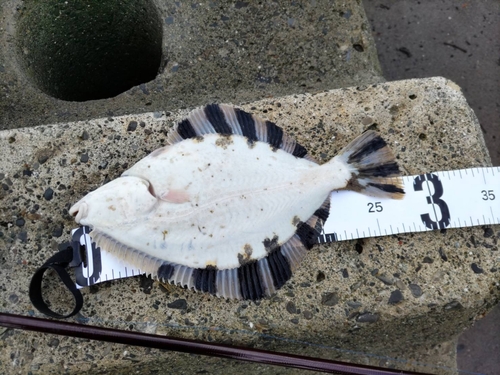 カレイの釣果