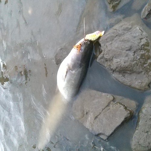 マナマズの釣果