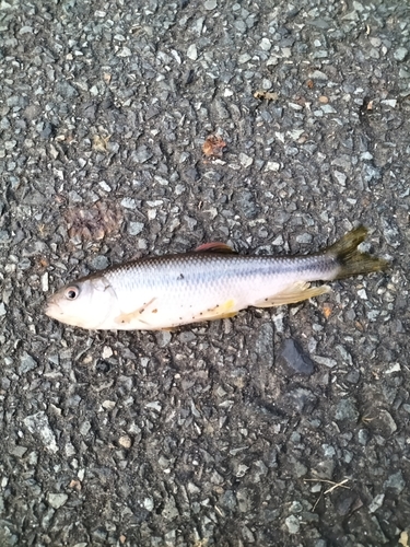 カワムツの釣果