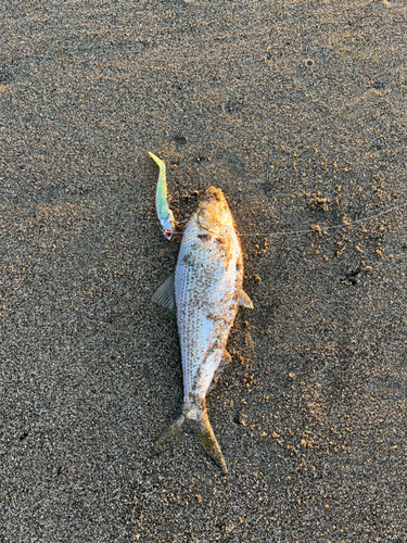 コノシロの釣果