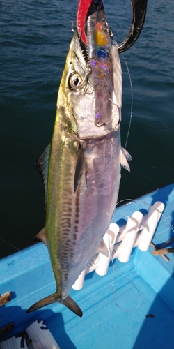 サゴシの釣果