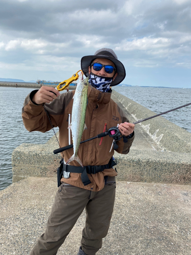 サゴシの釣果