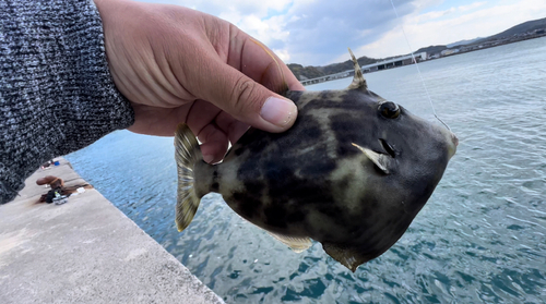 カワハギの釣果