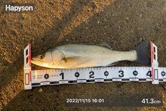 マルスズキの釣果