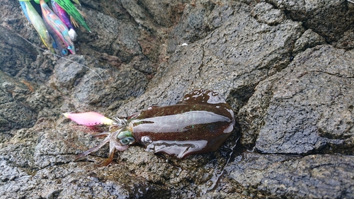 アオリイカの釣果