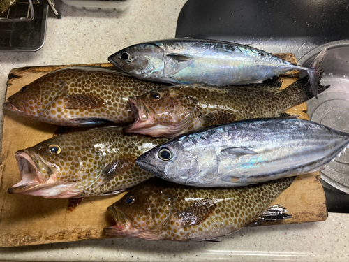 オオモンハタの釣果