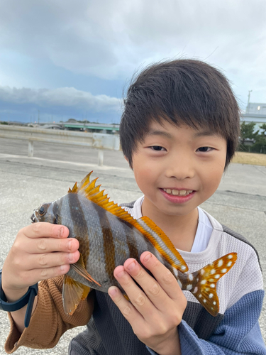 タカノハダイの釣果