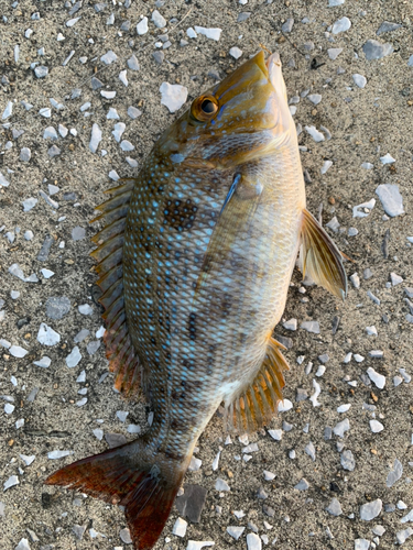 ハマフエフキの釣果