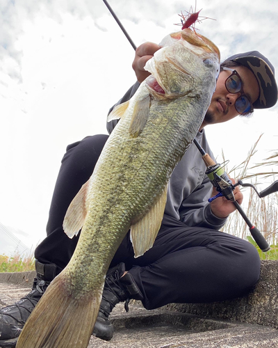 ブラックバスの釣果