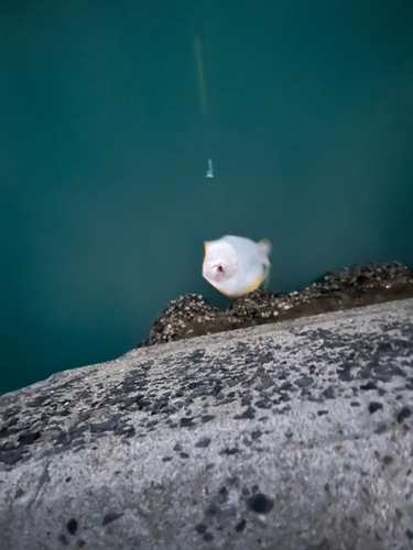 エイの釣果