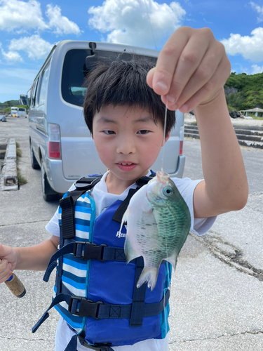 スズメダイの釣果