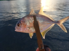 メッキの釣果