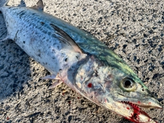サワラの釣果