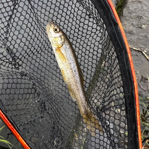 アブラハヤの釣果