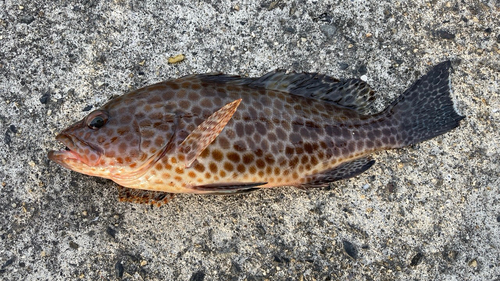 オオモンハタの釣果