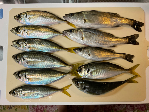 アジの釣果