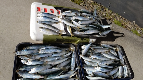 マイワシの釣果