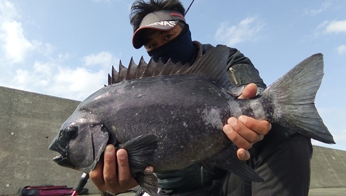 イシダイの釣果