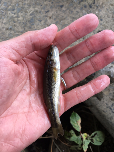 アブラハヤの釣果