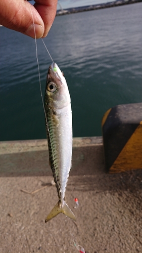 サバの釣果