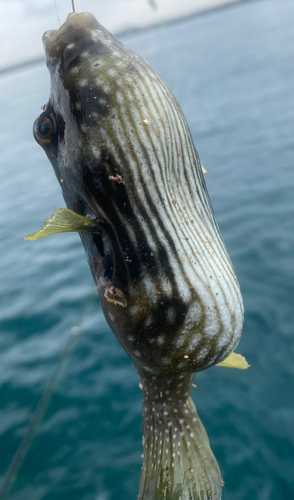 サザナミフグの釣果