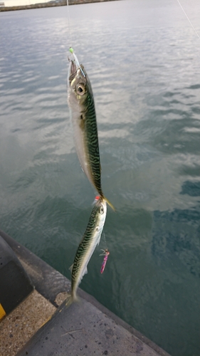 サバの釣果