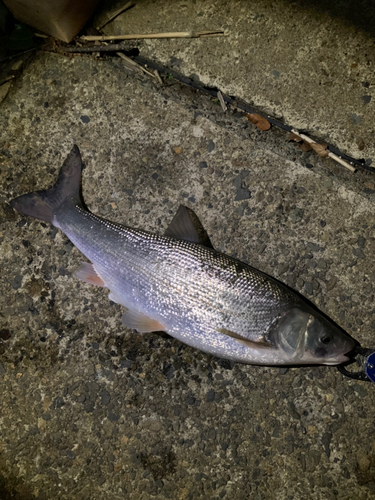 マルタウグイの釣果