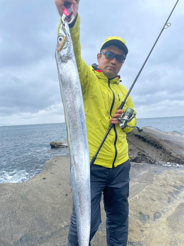 タチウオの釣果