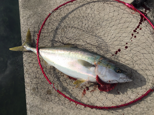 ハマチの釣果