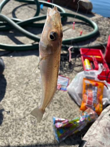 シロギスの釣果