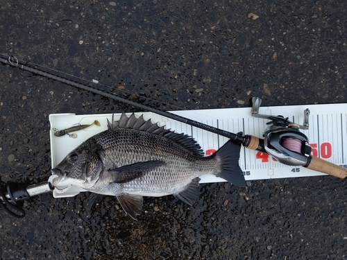 チヌの釣果