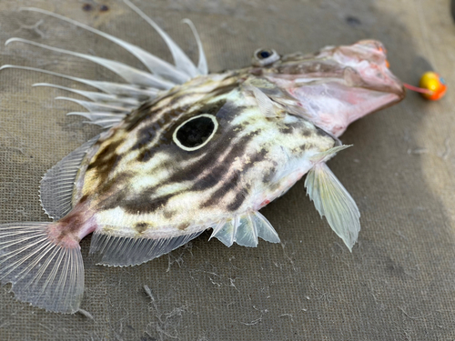 マトウダイの釣果