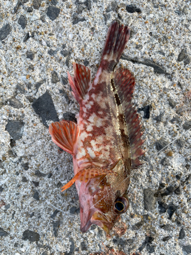 カサゴの釣果