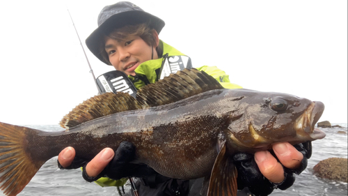 アイナメの釣果