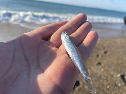 カタクチイワシの釣果