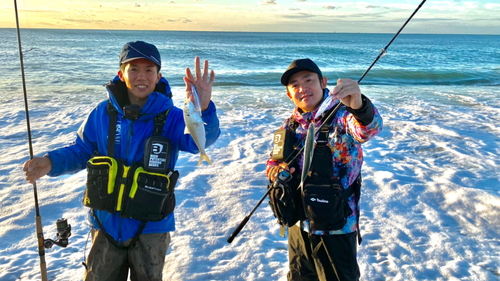 コノシロの釣果