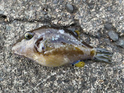 フグの釣果