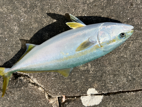 ハマチの釣果