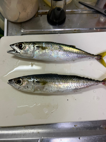 サバの釣果