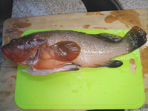 アコウの釣果