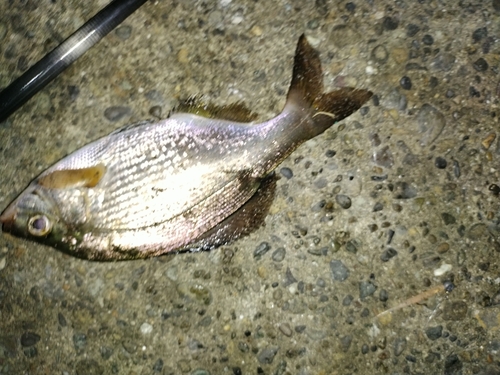 ウミタナゴの釣果